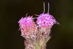 Bristleleaf chaffhead